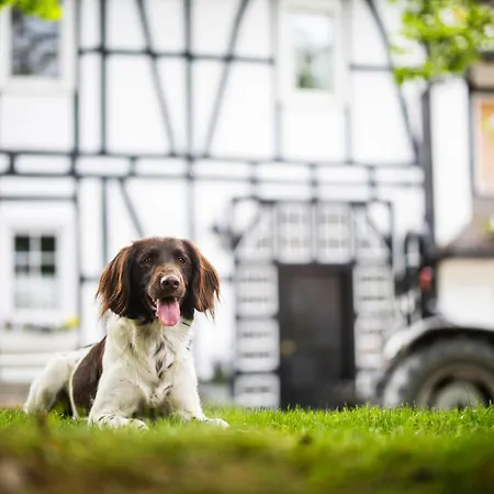 Hof Koehne - Haus Am Berg 4er Schmallenberg